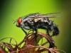 Aleš Komovec - The fly