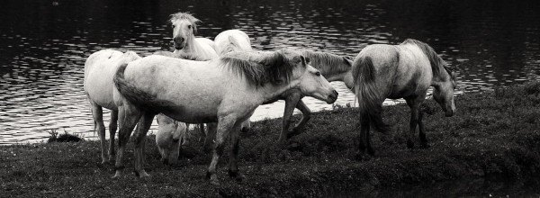 _04-Kamarški konji